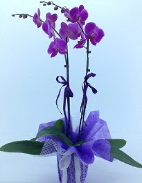 2 dall mor orkide  Ankara Siteler Kavakl kaliteli taze ve ucuz iekler 