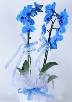 2 dall mavi orkide  Ankara Siteler Karaprek iek sat 