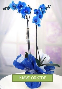 2 dall mavi orkide  Ankara Siteler iekiler 