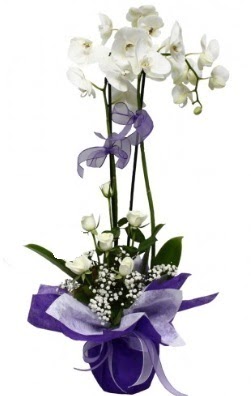 2 dall beyaz orkide 5 adet beyaz gl  Ankara Siteler Gneevler ieki maazas 