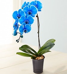 1 dall sper esiz mavi orkide  Ankara Karaprek mamak iek maazas , ieki adresleri 