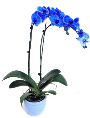 Seramikli 2 dall sper esiz mavi orkide  Ankara Siteler nder iek servisi , ieki adresleri 