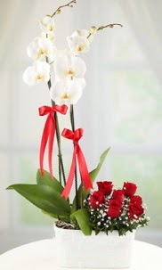 2 dall beyaz orkide ve 7 krmz gl  Ankara Siteler BeikkaYA nternetten iek siparii 