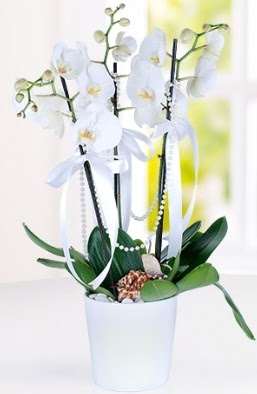 3 dall beyaz orkide  Ankara Siteler Aydnck iek yolla 