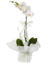 1 dal beyaz orkide iei  Ankara Siteler nder iek siparii