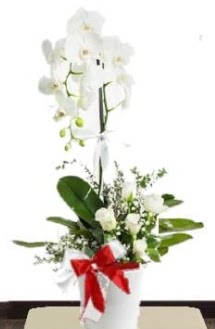Tek dall beyaz orkide 5 beyaz gl  Ankara Siteler Karaprek iek siparii sitesi 