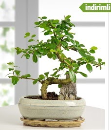 S eklinde ithal gerek bonsai japon aac  Ankara Siteler Karaprek iek sat 