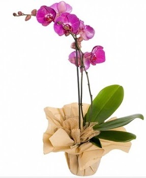 Tek dal mor orkide  Ankara Siteler Aliersoy iek gnder