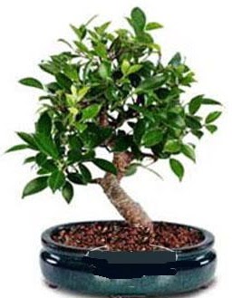 5 yanda japon aac bonsai bitkisi  Ankara Siteler Ulubey anneler gn iek yolla 