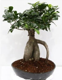 5 yanda japon aac bonsai bitkisi  Ankara Siteler Karaprek iek sat 