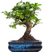 5 yanda japon aac bonsai bitkisi  Ankara Siteler Doantepe iek sat 