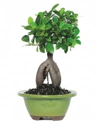 5 yanda japon aac bonsai bitkisi Siteler Ankara cicek , cicekci 