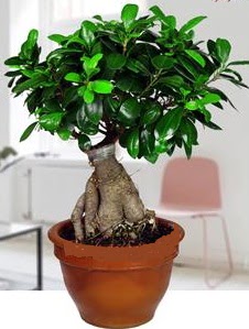 5 yanda japon aac bonsai bitkisi  Ankara Siteler Yukarpeenek online iek gnderme sipari 