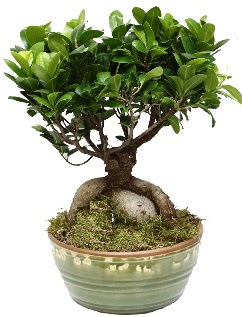 Japon aac bonsai saks bitkisi  Ankara Siteler Glpnar iekiler