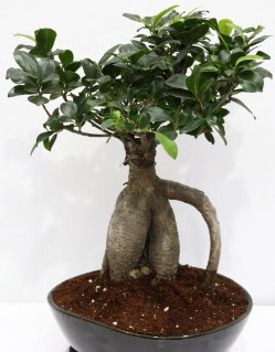 Japon aac bonsai saks bitkisi  Ankara Siteler Aydnck iek yolla