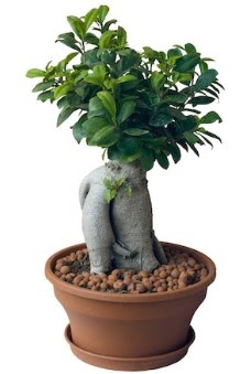 Japon aac bonsai saks bitkisi  Siteler Bapnar Ankara iek gnderme