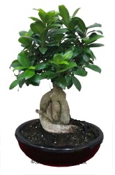 Japon aac bonsai saks bitkisi  Ankara Siteler Gicik ucuz iek gnder 