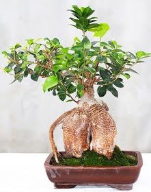 Japon aac bonsai saks bitkisi  Ankara Siteler Gicik ucuz iek gnder 