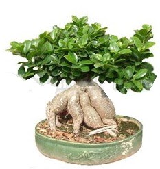Japon aac bonsai saks bitkisi  Siteler Bapnar Ankara iek gnderme