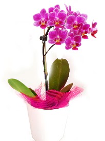 Tek dall mor orkide  Ankara Siteler amlk ieki telefonlar 