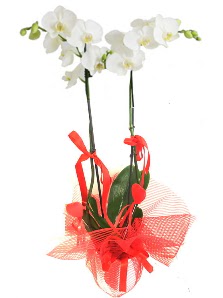 2 dall beyaz orkide bitkisi  Ankara Siteler Yldztepe ieki adresleri telefonlar