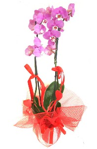 2 dall mor orkide bitkisi  Ankara Siteler Doantepe iek sat 