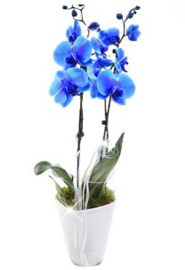 2 dall AILI mavi orkide  Ankara Siteler Doantepe iek sat 