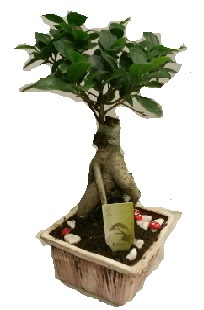 Japon aac bonsai seramik saks  Ankara Karaprek mamak iek maazas , ieki adresleri 