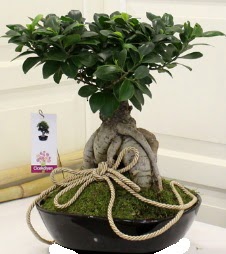 Japon aac bonsai sat  Ankara Siteler nder iek servisi , ieki adresleri 
