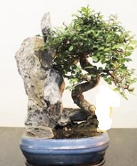Japon aac bonsai saks bitkisi sat  Ankara Siteler Karaprek iek sat 
