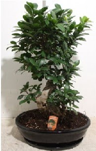 75 CM Ginseng bonsai Japon aac  Ankara Siteler BeikkaYA nternetten iek siparii 