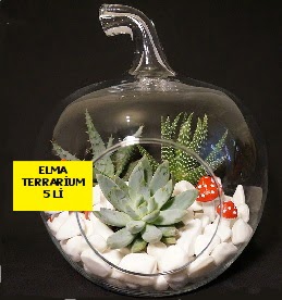 5 kaktsl Elma terrarium orta boy  Ankara Siteler Yukarpeenek online iek gnderme sipari 