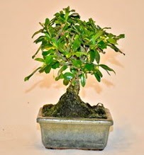Zelco bonsai saks bitkisi  Ankara Siteler nder iek servisi , ieki adresleri 