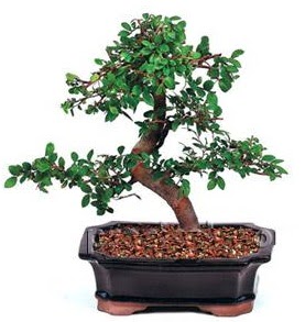 thal bonsai japon aac  Ankara Siteler Karaprek iek siparii sitesi 