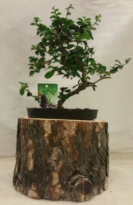 Doal ktk iinde bonsai japon aac  Ankara Siteler Glpnar iekiler