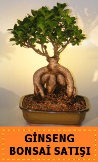 Ginseng bonsai sat japon aac Siteler Ankara cicek , cicekci 
