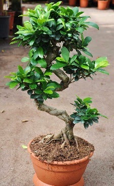 Orta boy bonsai saks bitkisi  Ankara Siteler Karaprek dn iekleri