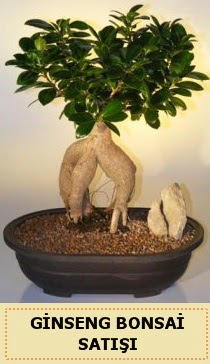 thal Ginseng bonsai sat japon aac  Ankara Siteler Karaprek iek siparii sitesi 