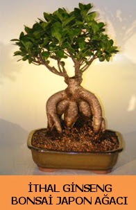 thal japon aac ginseng bonsai sat  Ankara Siteler Glpnar iekiler
