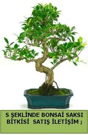 thal S eklinde dal erilii bonsai sat  Siteler Bapnar Ankara iek gnderme