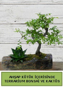 Ahap ktk bonsai kakts teraryum  Ankara Siteler Karaprek dn iekleri