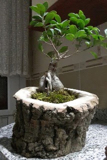 Ahap ktk ierisinde ginseng bonsai  Ankara Siteler Karaprek dn iekleri