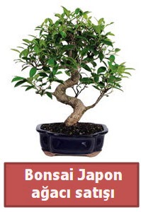 Japon aac bonsai sat  Ankara Siteler Karaprek iek siparii sitesi 