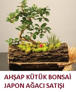 Ahap ktk ierisinde bonsai ve 3 kakts  Ankara Siteler Gneevler ieki maazas 