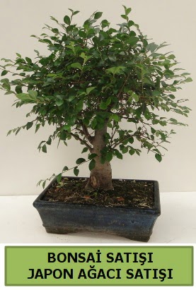 Minyatr bonsai japon aac sat  Ankara Siteler Aliersoy iek gnder