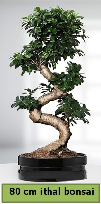 80 cm zel saksda bonsai bitkisi  Ankara Siteler amlk ieki telefonlar