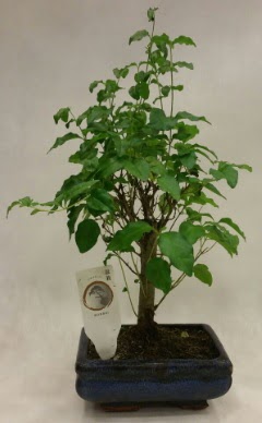Minyatr bonsai japon aac sat  Ankara Siteler amlk ieki telefonlar