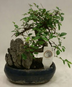 thal 1.ci kalite bonsai japon aac  Ankara Siteler Doantepe iek sat 