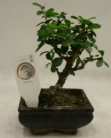 Kk minyatr bonsai japon aac  Siteler Bapnar Ankara iek gnderme