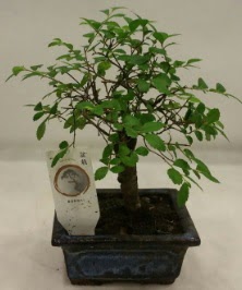 Minyatr ithal japon aac bonsai bitkisi  Ankara Siteler Doantepe iek sat 